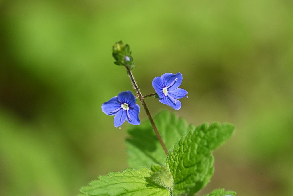 2025-05288683 Oxbow NWR, MA.JPG - Germander Speedwell. Oxbow National Wildlife Refuge, MA, 5-28-2025